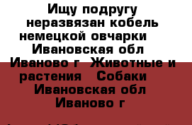 Ищу подругу.неразвязан.кобель немецкой овчарки.  - Ивановская обл., Иваново г. Животные и растения » Собаки   . Ивановская обл.,Иваново г.